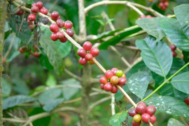 Kahve çekirdekleri çiğ ve olgun, Madikeri Madikery, Bölge Koordinatörü, Karnataka, Hindistan 