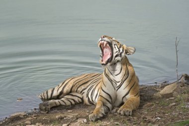 Bengal Tiger resting in waterhole, Ranthambhore national park, rajasthan, India, Asia clipart