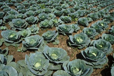 tarlada lahana ekinleri, maharashtra, Hindistan