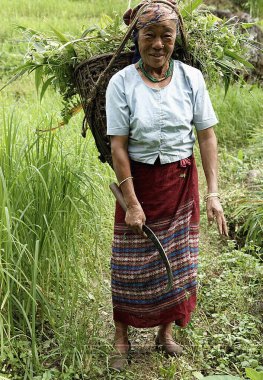 Kova taşıyan kırsal bir kadın, Pastanga; Sikkim, Hindistan 