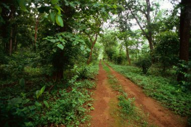 Ormanda yol, Bastar, Madhya Pradesh, Hindistan 