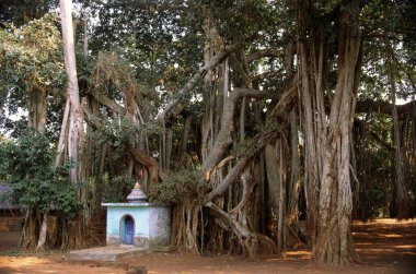 Tapınak ve Banyan ağacı, Satpaba, Orissa, Hindistan  