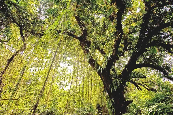 stock image Mango tree forest mangifera indica ; Calcutta ; West Bengal ; India