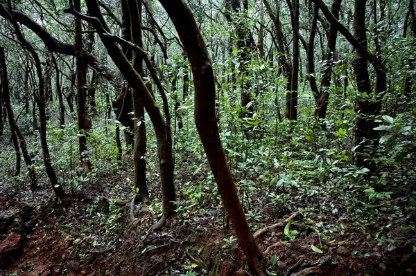 Stock image View of forest in Monsoon Season on Hill station ; Matheran ; Maharashtra ; India