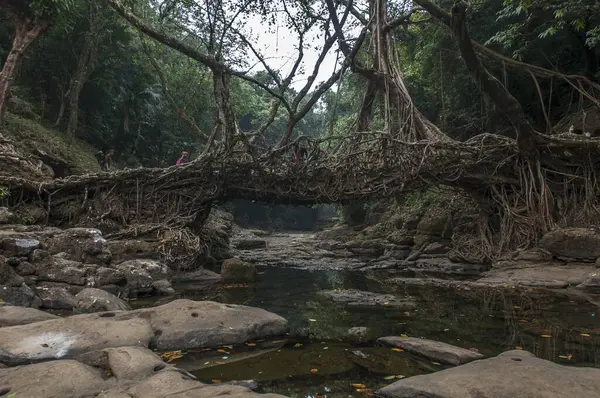 Kök köprü, mawlynnong, meghalaya, Hindistan, Asya 