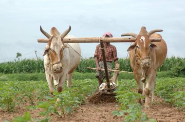 Geleneksel ve geleneksel tarım yöntemi; çiftçi toprağı gevşetiyor; yabani otlar; öküzlerin ve pamuk tarlasında ahşap sabanın yardımıyla; Andhra Pradesh 'te uzak bir köyde; Hindistan;