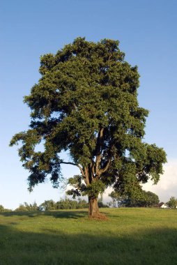 Terminalia crenulata roth combretaceae or terminalia tomentosa terminalia alata in Top Slip, Anaimalai Tiger Reserve, Coimbatore, Tamil Nadu, India  clipart