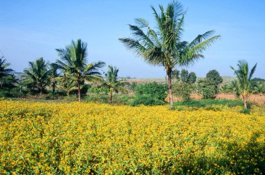 Mustard Fields at Diskit ; Ladakh ; Jammu & Kashmir ; India  clipart