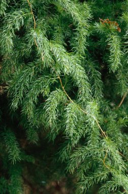 Shatavari bitkisel ayurvidik ilaç yetiştiriyor. 