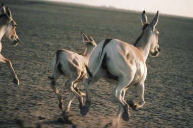 Koşan Vahşi Equus hemionus, Kutch Rann, Gujarat, Hindistan 