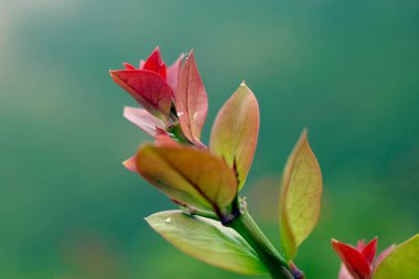 Bulanık arkaplanda renkli yapraklar, yakın plan