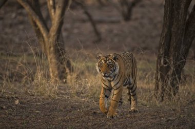 Bengal Kaplanı Ranthambhore Milli Parkı, Rajasthan, Hindistan, Asya