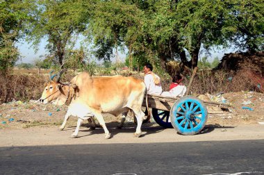 Köy yolunda Bullock arabası; Indore; Madhya Pradesh; Hindistan