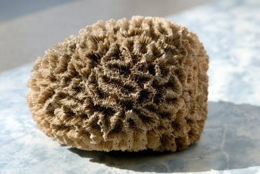 Büyük mercan manzarası, doğa arkaplanı.