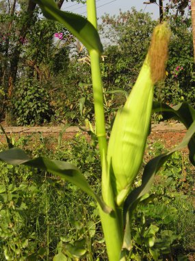 Tatlı Mısır, Varun Çiftliği, Panvel, Maharashtra, Hindistan 