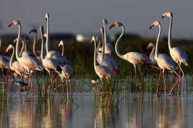 greater flamingo, nalsarovar, Gujarat, India, Asia  clipart