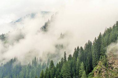 Çam ağaçları, Korvan köyü, Bagtore, Gurez, Kashmir, Hindistan, Asya