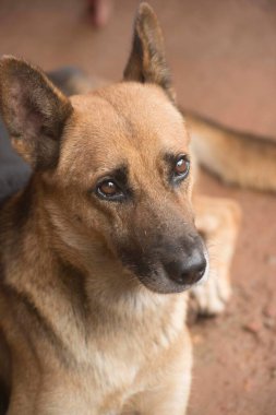 Alman çoban köpeği, Matheran tepe istasyonu, maharashtra, Hindistan, Asya