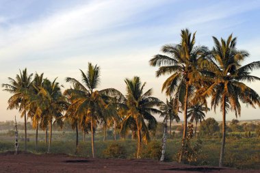 Coconut trees, bidar, karnataka, india, asia clipart