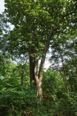 Ağaçlar, bastar, chhattisgarh, Hindistan, Asya 