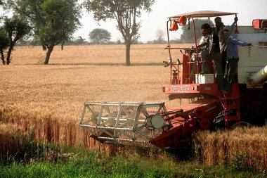Hindistan 'daki Bhopal, Madhya Pradesh tarlalarında altın buğday hasat eden bir grup çiftçi tarafından işletiliyor. 