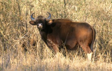gaur or indian bison (bos gaurus) ; tadoba national park ; maharashtra ; india clipart