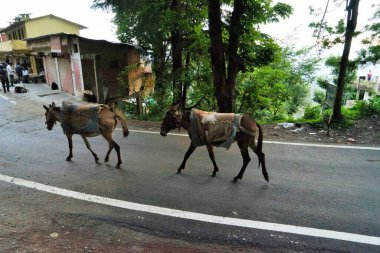 Donkey, Deodars Guest House, Papersali, Almora, Uttarakhand, India, Asia  clipart