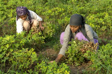Hindistan, Maharashtra, Pune yakınlarındaki Ralegan Siddhi 'de yer fıstığı hasadı. 