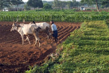 Karnataka Hindistan 'da tarlayı öküzlerle süren tarım işçisi. 