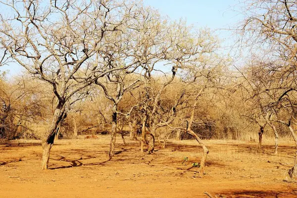 Orman yolu, Gir Vahşi Yaşam Sığınağı, Gujarat, Hindistan, Asya 