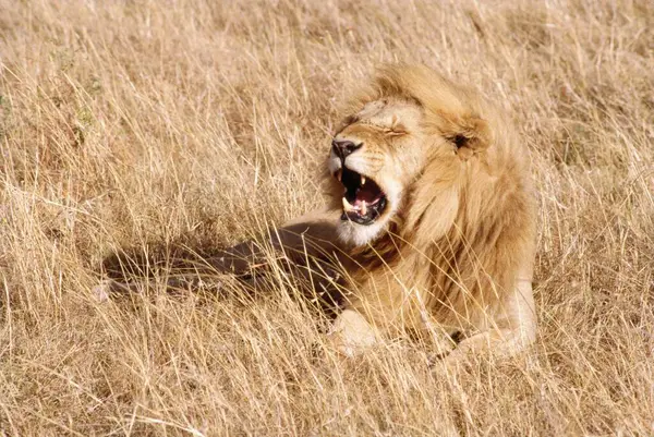 Löwin Panthera Leo Masai Mara Kenia Afrika — Stockfoto