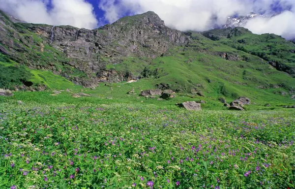 Dağlardaki Çiçekler Vadisi 