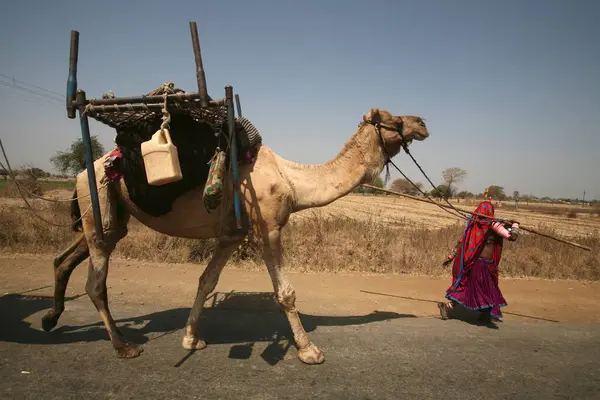 stock image Nomad woman in traditional colourful dress with lots of jewellery walking with camel carrying household stocks on it on Bhopal highway in Madhya Pradesh, India 