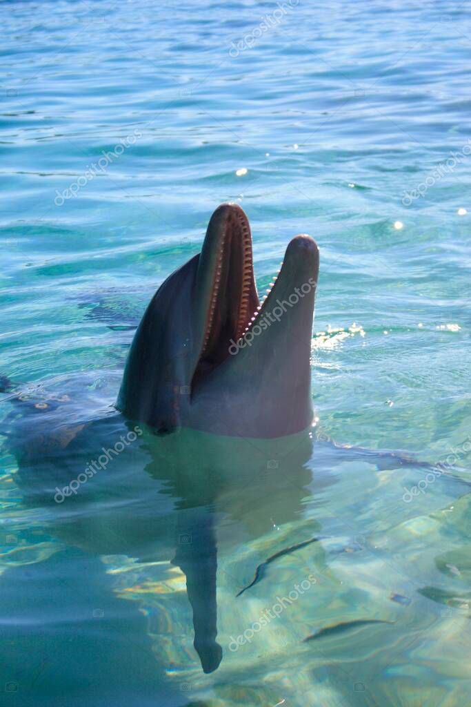 A bottlenose dolphin , Binomial name Tursiops Truncatus , Scientific ...