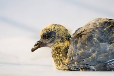 Hintçe 'de kuş mavisi kaya güvercini Gola Kabootar, Hindistan