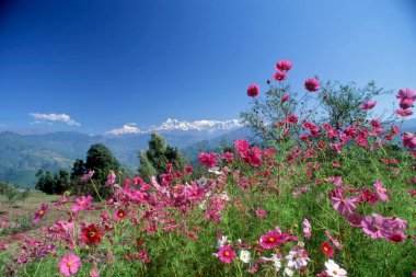 Dağlardaki güzel çiçekler; Hindistan