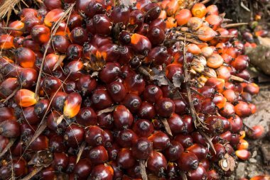 Petrol palmiyelerinin kırmızımsı meyveleri, Arecaceae, Kerala, Hindistan 'ın iki türünden oluşur. 