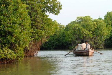 İnsanlar Pichavaram mangrove ormanı yakınlarındaki teknelerde seyahat ediyorlar, Chidambaram, Tamil Nadu, Hindistan 