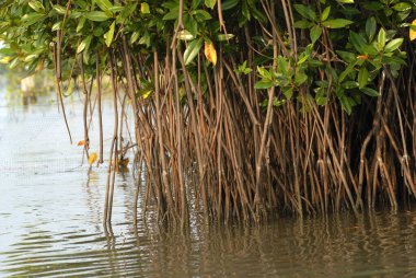Durgun sular, Pichavaram mangrov ormanı, Chidambaram yakınlarında, Tamil Nadu, Hindistan 