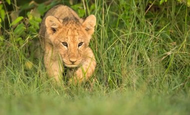 Kenya 'daki Masai Mara Vahşi Yaşam Sığınağı' nda yeşil çimlerden çıkan aslan yavrusu. 