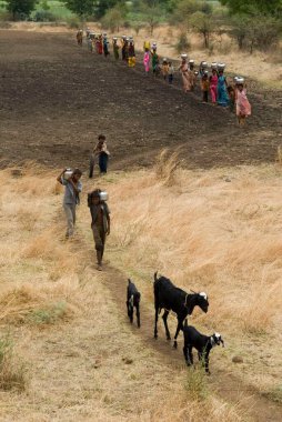 Su sıkıntısı, uzun mesafelerden su taşıyan kadınlar, Marathwada, Maharashtra, Hindistan 