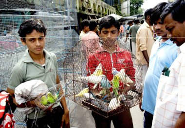 Galf caddesindeki aşk kuşu satıcıları, Kuşhane kuş pazarı, Kolkata Kalküta, Batı Bengal, Hindistan 