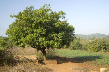 Güneş ışığında kaju ağacı. 