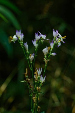Chirata çiçekleri, sindhudurg, Maharashtra, Hindistan, Asya 