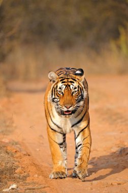 Tiger panthera tigris tigris moving on forest tracks , Ranthambore national park , Rajasthan , India clipart