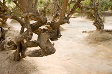 Nidhivan 'daki ağaç, Vrindavan, uttar pradesh, Hindistan, Asya