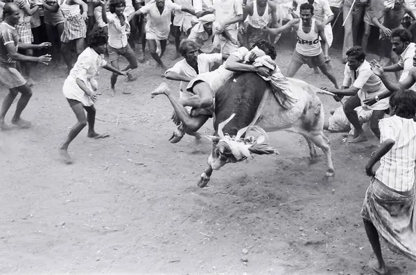 stock image Jallikattu bull taming during Pongal festival at Alanganallur near Madurai, Tamil Nadu, India 