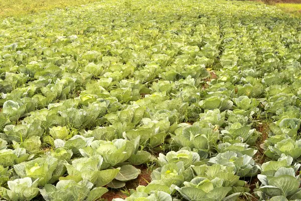 stock image Cabbage plantation , Nadiad , Gujarat , India