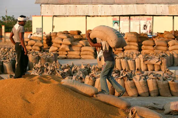 stock image Worker carrying jute bag containing wheat to be emptied while other worker directing him at Harsud Mandi, food-grains market in Bhopal, Madhya Pradesh, India 