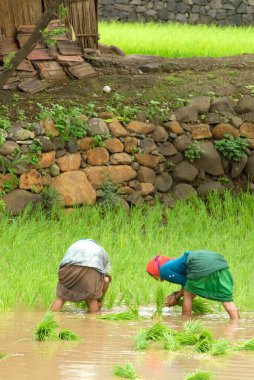 Çeltik tarlasında pirinç eken kadınlar, Madh, Malshej Ghat, Maharashtra, Hindistan